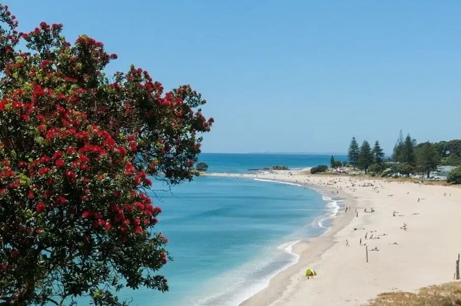 Image of a beach with sea and pohutukawa tress - for blog post on Pelvic Health Over the Holiday Season