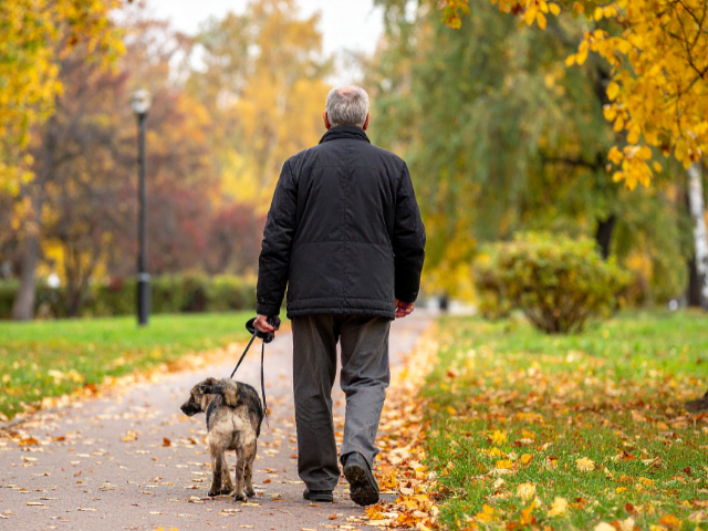 Older man walking dog in park — recovery after prostate surgery Wellington